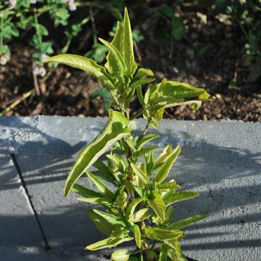Solanum muricatum